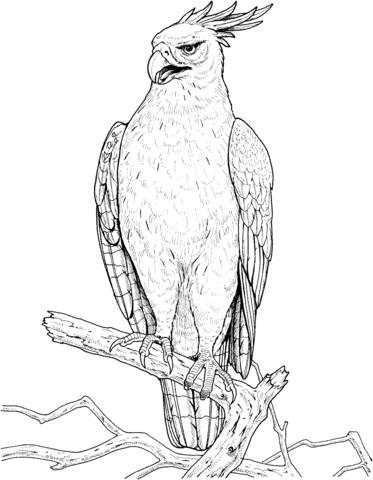 Changeable Or Crested Hawk Eagle Coloring Page